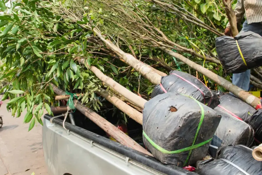 Experienced Tree Planting Overland Park, KS