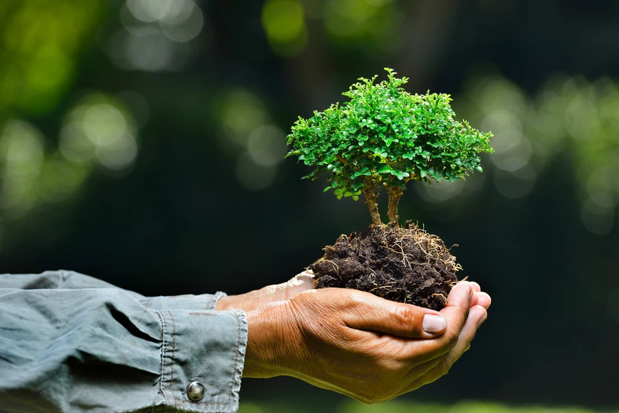 Expert Tree Planting Overland Park, KS