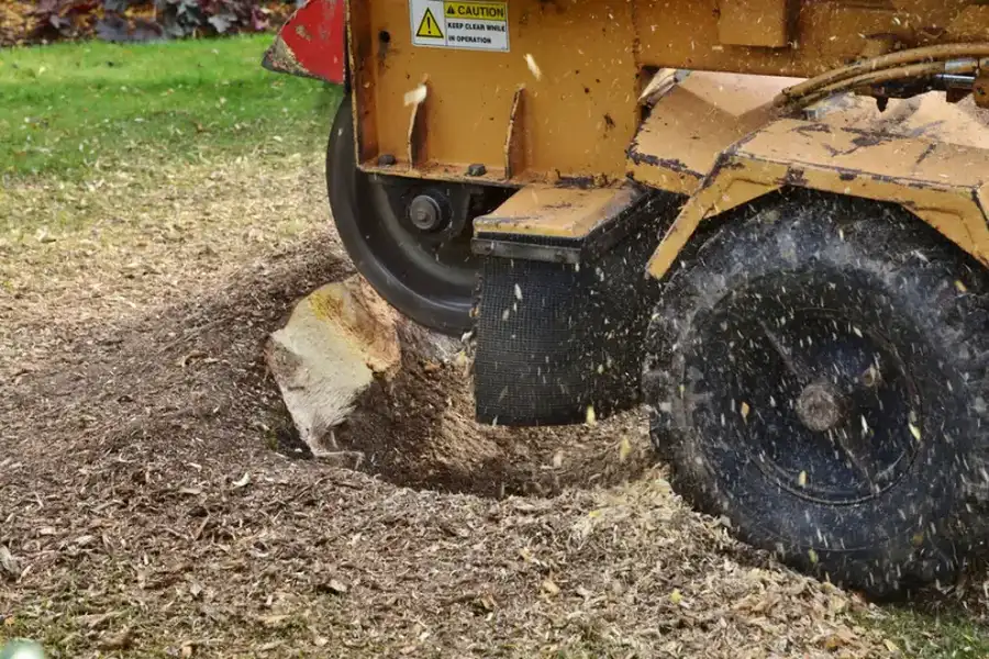 Is Tree Stump Grinding Necessary After Tree Removal in Overland Park, KS