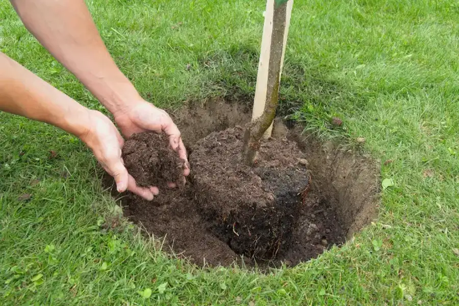 Reliable Tree Planting Overland Park, KS