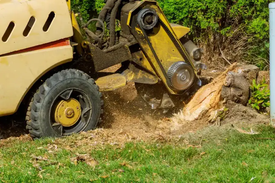 The Environmental Impact Of Tree Stump Grinding Explained Overland Park, KS